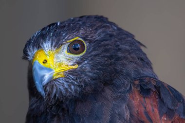 Harris 'in Şahininin Portresi (Parabuteo unicinctus)