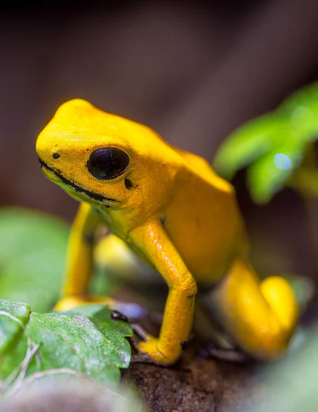 Golden Poison Frog Phyllobates Terribilis — Stock Photo, Image