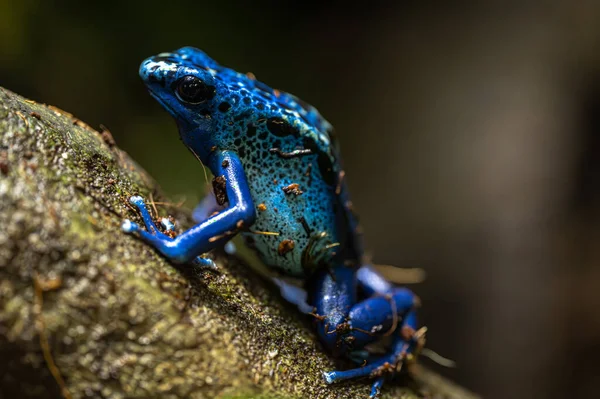 Dyeing Poison Dart Frog Dendrobates Tinctorius — Stock Photo, Image