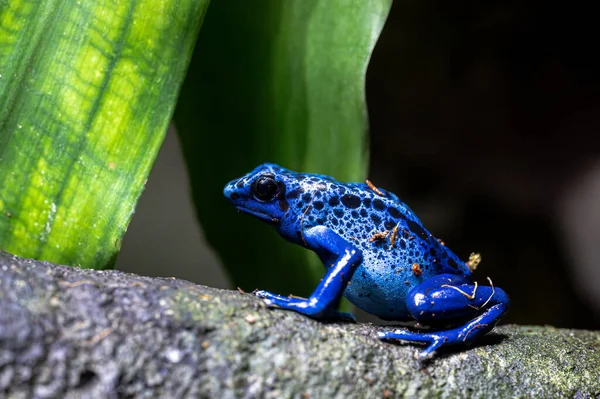 Dyeing Poison Dart Frog Dendrobates Tinctorius — Stock Photo, Image
