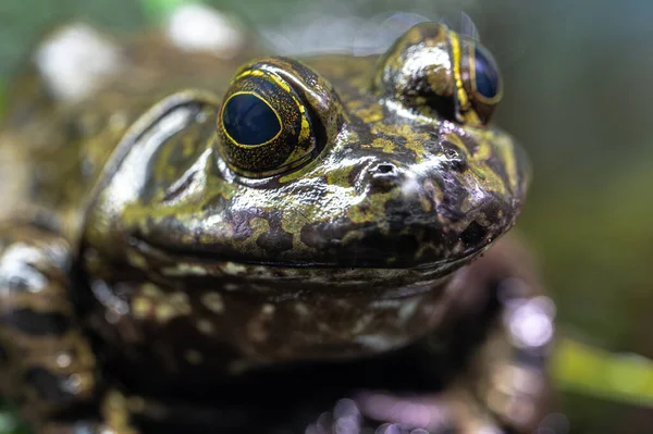 Portret Van Een Amerikaanse Bullfrog Lithobates Catesbeianus — Stockfoto