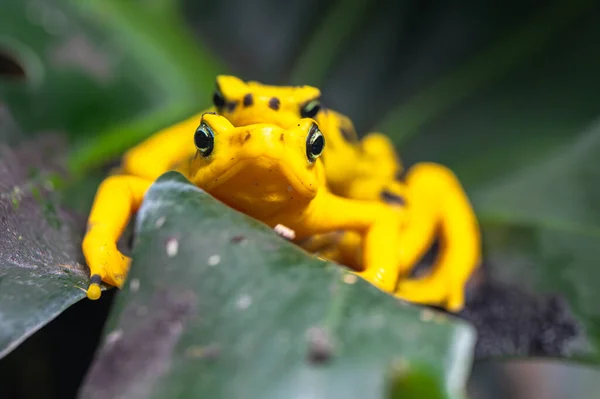 Панамская Золотая Лягушка Atelopus Zeteki Лицензионные Стоковые Фото