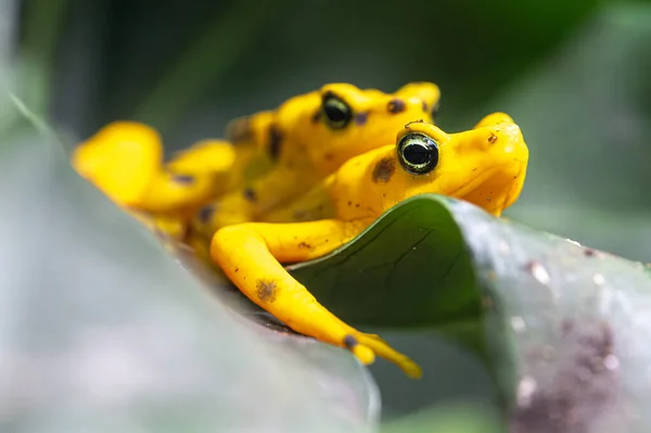 Панамская Золотая Лягушка Atelopus Zeteki Лицензионные Стоковые Изображения