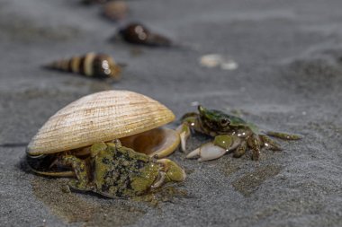 Vancouver Adası Sahili 'nde çamurlu yassı yengeç (Hemigrapsus oregonensis)