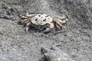 Vancouver Adası Sahili 'nde çamurlu yassı yengeç (Hemigrapsus oregonensis)