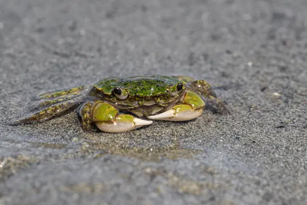 温哥华岛海滩上的泥滩蟹 Hemigrapsus Oregonensis — 图库照片