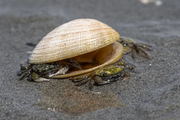 Mud-flat Crab (Hemigrapsus oregonensis) on a Vancouver Island Beach