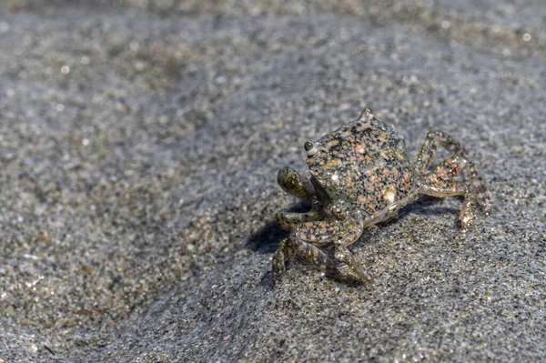 Mud Flat Crab Hemigrapsus Oregonensis Vancouver Island Beach — Stock Photo, Image