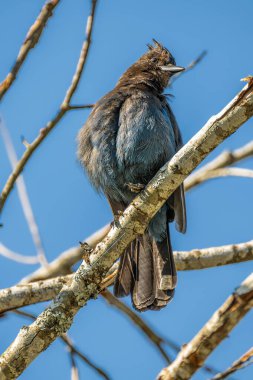 Steller 's Jay (siyanocitta stelleri)