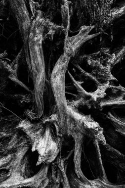Vancouver Adası, Vahşi Pasifik Yolu 'ndaki bir sedir ağacının kök desenleri.
