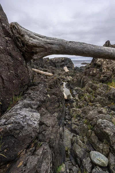 Rocky Shoreline Ancient Cedars Loop Trail Vancouver Island — Stock Photo, Image