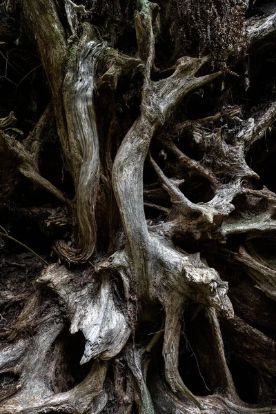 温哥华岛野生太平洋小径上的雪松的根系模式 — 图库照片