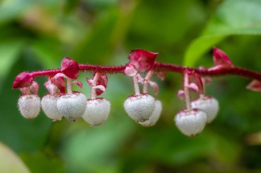 Salal veya Shallon Çiçekleri (Gaultheria shallon)