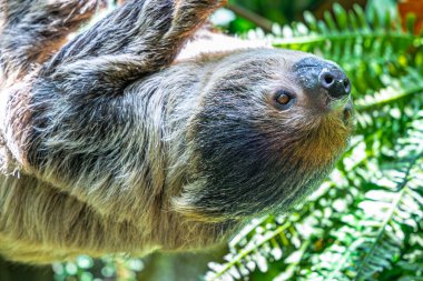 Linnaeus'un iki-parmaklı tembel (choloepus didactylus)