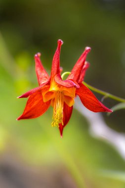 Kızıl veya Batı Columbine (Aquilegia formosa)