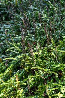 Alpine Water Fern (Blechnum penna-marina)