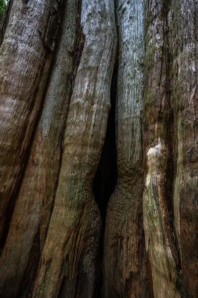 Кедровый Ствол Тропе Древних Кедров Остров Ванкувер — стоковое фото