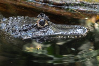 Yacare Timsah (Kayman yatı) Suda pusuda bekliyor