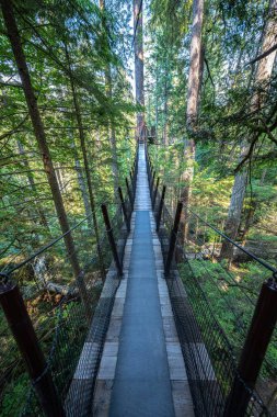 Capilano Askı Köprüsü Parkı Vancouver, BC