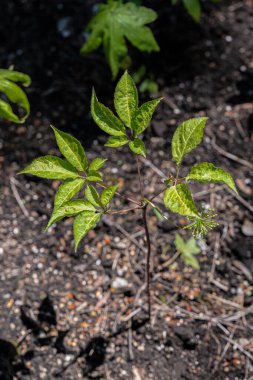 Japon Ginsengi Yaprakları (Panax japonicus)