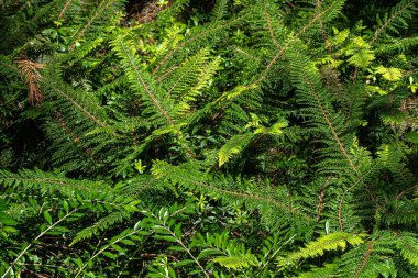 Çit Fern Polystichum setiferum Mossy Mama