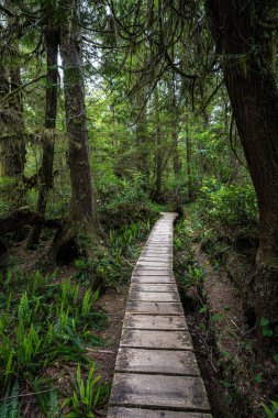 Pasifik Kıyısı Ulusal Parkı 'ndaki Yağmur Ormanları Yolu, Vancouver Adası.