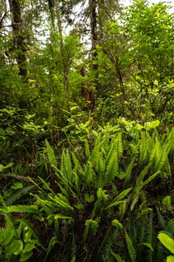 Pasifik Kıyısı Ulusal Parkı 'ndaki Yağmur Ormanları Yolu, Vancouver Adası.