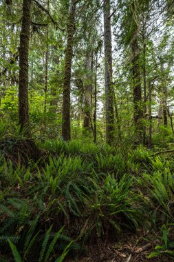 Pasifik Kıyısı Ulusal Parkı 'ndaki Yağmur Ormanları Yolu, Vancouver Adası.