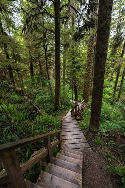 Rainforest Trail Pacific Rim National Park Vancouver Island — Stock Photo, Image