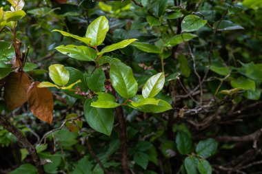 Salal veya Shallon Yaprakları (Gaultheria shallon)