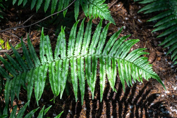 Feuille Une Fougère Arbustive Dryopteris Cycadina — Photo