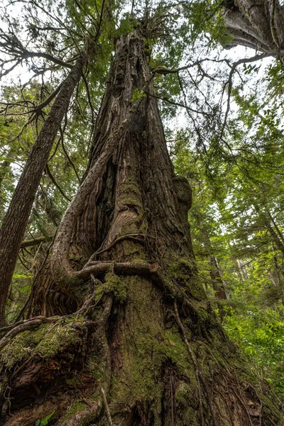 Yağmur Ormanları Pasifik Şeridi Ulusal Parkı, Vancouver Adası