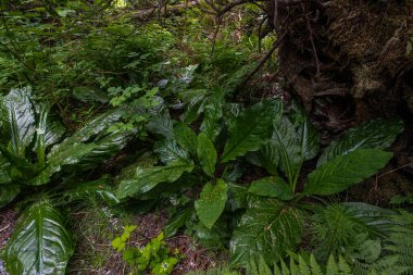 Batı veya Sarı Kokarca Lahanası (Lysichiton americanus)