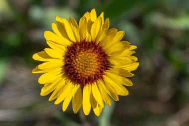 Ok Yaprağı Balsam Kökü (Balsamorhiza sagittata) Çiçek