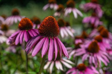 Mor Coneflower 'ın (Echinacea purpurea) yakın çekimi)