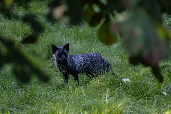 Silver or Black Fox (Vulpes vulpes)