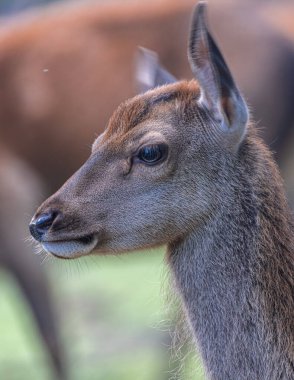 Genç bir Kızıl Geyiğin Portresi (Cervus elaphus)