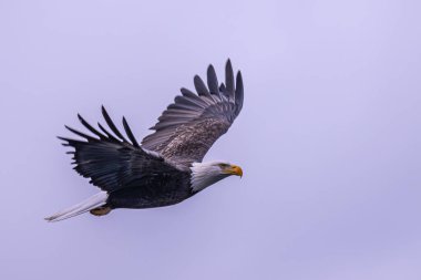 Kel kartal (Haliaeetus leucocephalus) uçuş