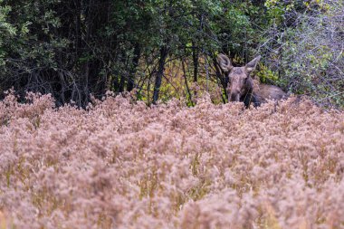 Geyik (Alces alces) Reed Çimenlerinde Saklanıyor