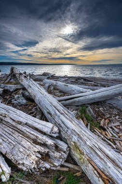 Whidbey Adası, WA 'daki Driftwood Parkı.