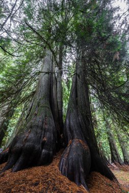 Moskova Dağı, Idaho 'daki Old Cedar Groove.
