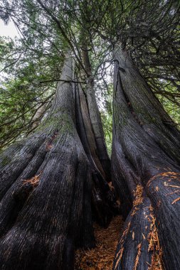 Moskova Dağı, Idaho 'daki Old Cedar Groove.