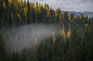 Sonbaharda Idaho Ormanı