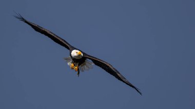 Balık ile Kel Kartal (Haliaeetus leucocephalus)