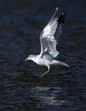 Idaho 'da halka gagalı Gull (Larus delawarensis)