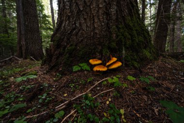Ormandaki Tavuk Yağı Mantarları
