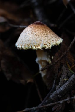 Chestnut Dapperling veya Petite Şemsiyesi (Lepiota Castanea)