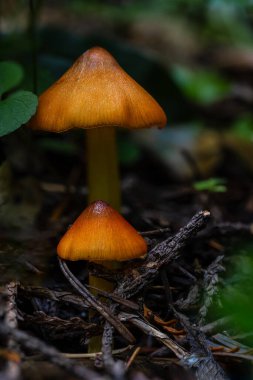 Cadının Şapkasının Meyveli Vücutları