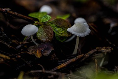 Mycena Mantarının Meyveli Vücutları