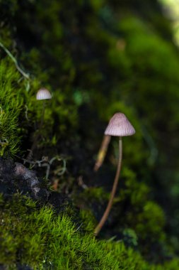 Mycena Mantarının Meyveli Vücutları